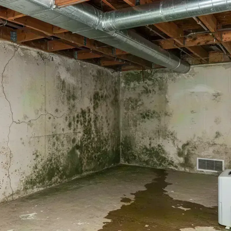 Professional Mold Removal in Dundy County, NE